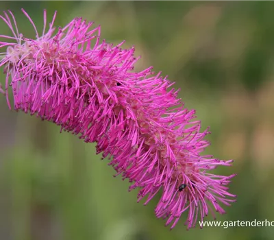 Japanischer Wiesenknopf