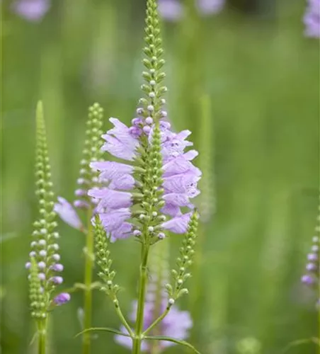 Gelenkblume Gelenkblume