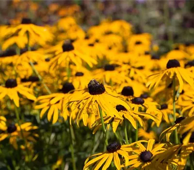 Leuchtender Garten-Sonnenhut 'Goldsturm' Leuchtender Garten-Sonnenhut 'Goldsturm'