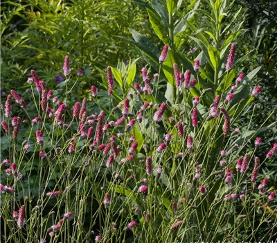 Garten-Wiesenknopf 'Pink Tanna'