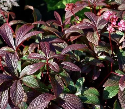 Garten-Schaublatt 'Bronze Peacock'