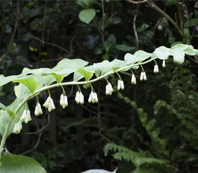 Echtes Salomonssiegel