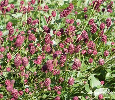 Garten-Wiesenknopf 'Tanna'