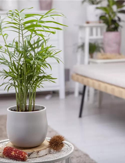 Wie versorge ich Zimmerpflanzen während eines kurzen Urlaubs?