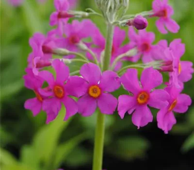 Etagen-Primel Etagen-Primel