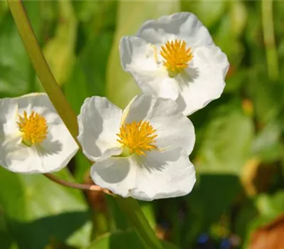 Veränderliches Pfeilkraut