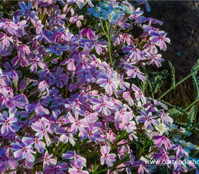 Polster-Flammenblume Polster-Flammenblume