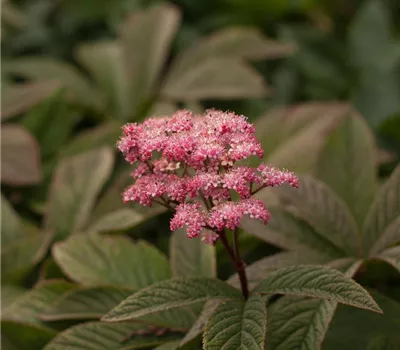 Fiederblättriges Schaublatt 'Chocolate Wings'®