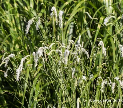 Garten-Wiesenknopf 'White Tanna'