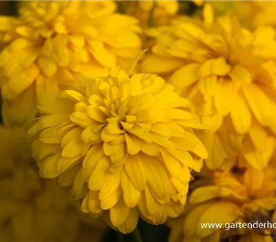 Geschlitztblättriger Sonnenhut 'Goldquelle' Geschlitztblättriger Sonnenhut 'Goldquelle'