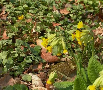 Ecte Schlüsselblume