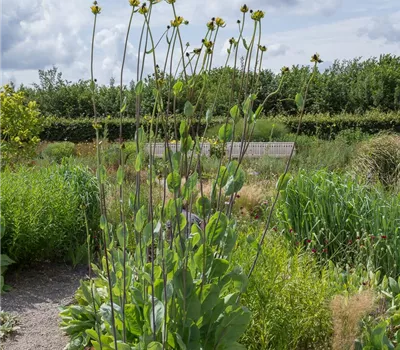Riesen-Sonnenhut Riesen-Sonnenhut