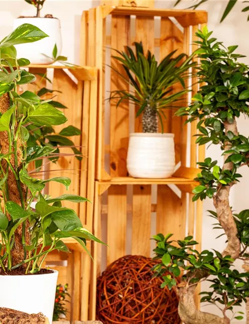 Pflanzen-Giganten mit Stil und Charme