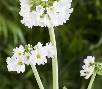 Kugelige Garten-Schlüsselblume 'Alba'