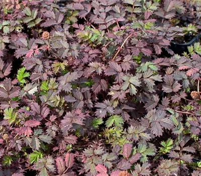 Garten-Stachelnüsschen 'Kupferteppich'