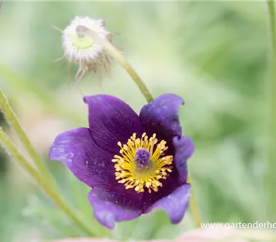 Gewöhnliche Kuhschelle