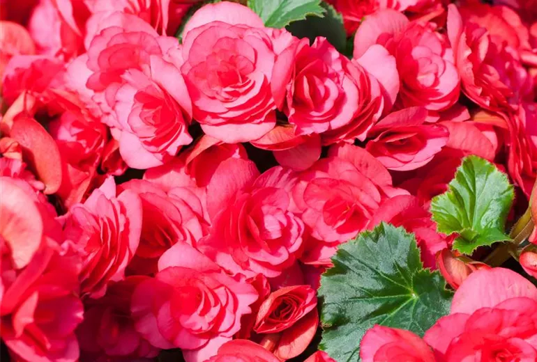 Begonia elatior 'Bela Lilacpink'®