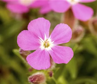 Kissen-Seifenkraut