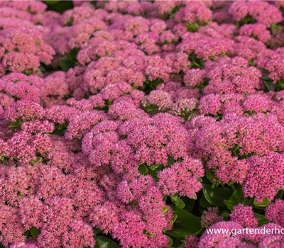 Großes Garten-Fettblatt