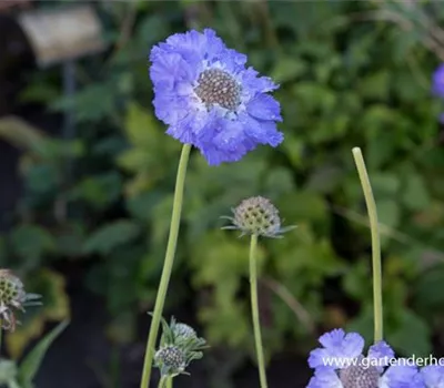 Große Garten-Skabiose 'Perfecta' Große Garten-Skabiose 'Perfecta'