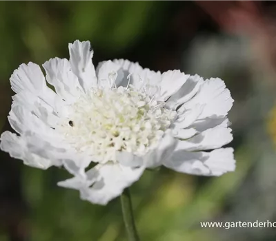 Große Garten-Skabiose 'Perfecta Alba' Große Garten-Skabiose 'Perfecta Alba'
