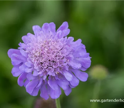 Garten-Tauben-Skabiose 'Butterfly Blue' Garten-Tauben-Skabiose 'Butterfly Blue'