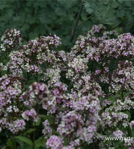 Hohe Flammenblume Hohe Flammenblume