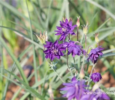 Garten-Akelei 'Blue Barlow' Garten-Akelei 'Blue Barlow'