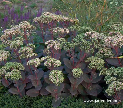 Großes Garten-Fettblatt