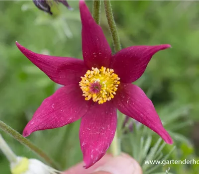 Rotblühende Garten-Kuhschelle 'Rote Glocke'