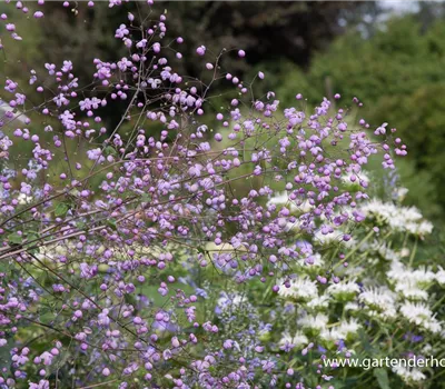Garten-Wiesenraute 'Splendide'®
