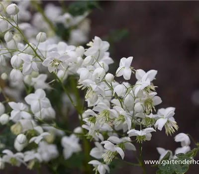 Garten-Wiesenraute 'Splendide White'®