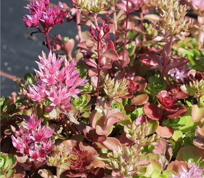 Garten-Teppich-Fettblatt