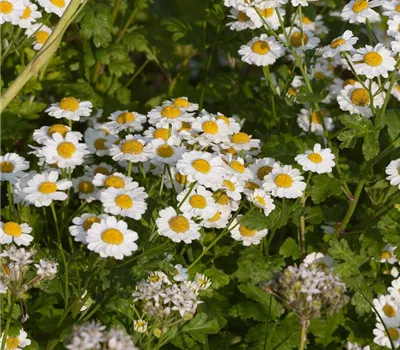 Mutterkraut Mutterkraut