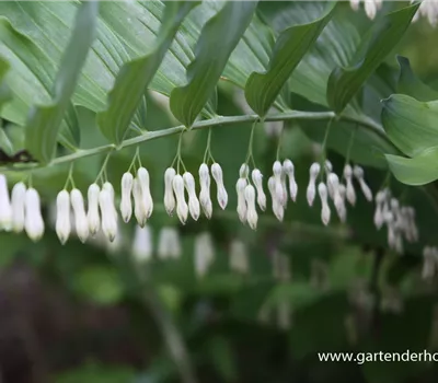 Zweiblütiges Salomonssiegel