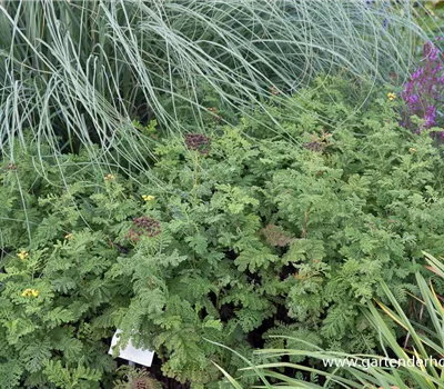 Krausblättriger Rainfarn Krausblättriger Rainfarn