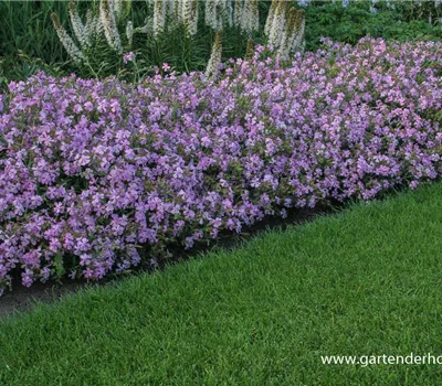 Lempergs Garten-Seifenkraut 'Max Frei'