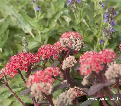 Großes Garten-Fettblatt 'Red Cauli'®
