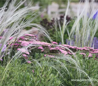 Pracht-Federgras