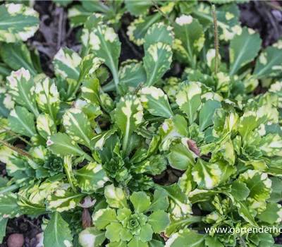 Bastard-Garten-Porzellanblümchen 'Aureopunctata'