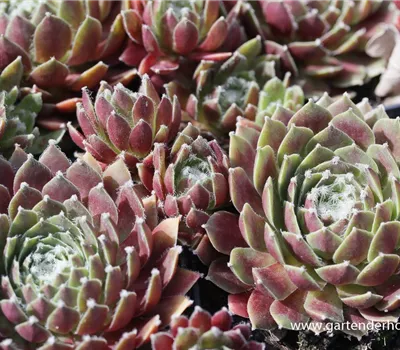 Spinnwebige Steinrose 'Rauhreif' Spinnwebige Steinrose 'Rauhreif'