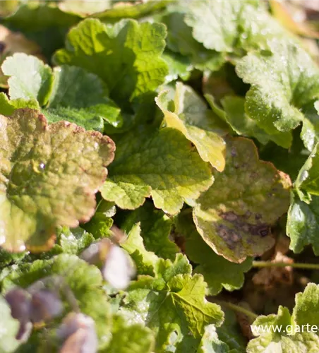 Falsche Alraunwurzel Falsche Alraunwurzel