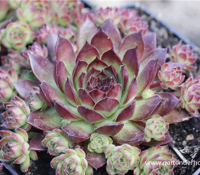 Garten-Hauswurz 'Bronco' Garten-Hauswurz 'Bronco'