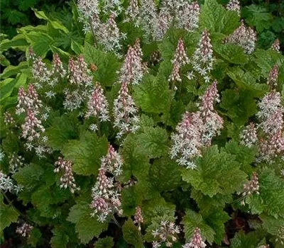 Herzblättrige Schaumblüte