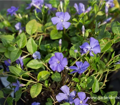 Kleines Garten-Immergrün 'Anna'(s)