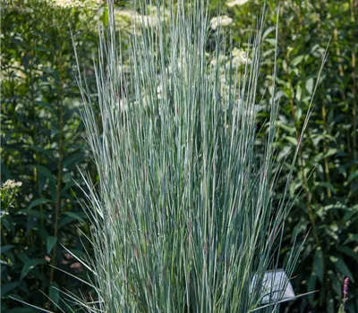 Blaugraues Präriegras 'Blue Heaven'® Blaugraues Präriegras 'Blue Heaven'®