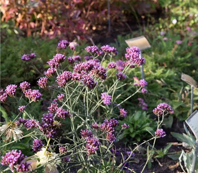 Eisenkraut 'Lollipop'