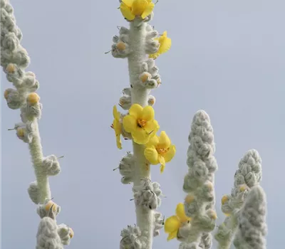 Seidige Königskerze 'Polarsommer'