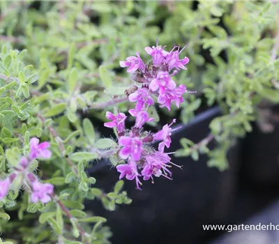 Bressingham-Garten-Thymian 'Bressingham Seedling' Bressingham-Garten-Thymian 'Bressingham Seedling'