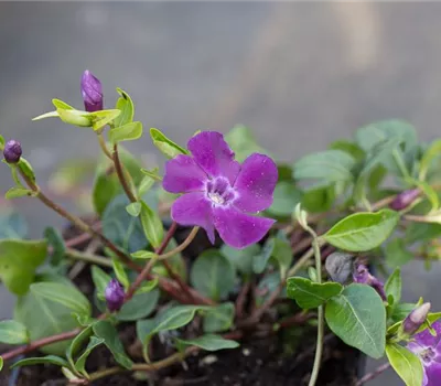 Rotblühendes Immergrün 'Atropurpurea'